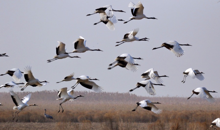 Nature reserves form league to protect endangered birds on migration