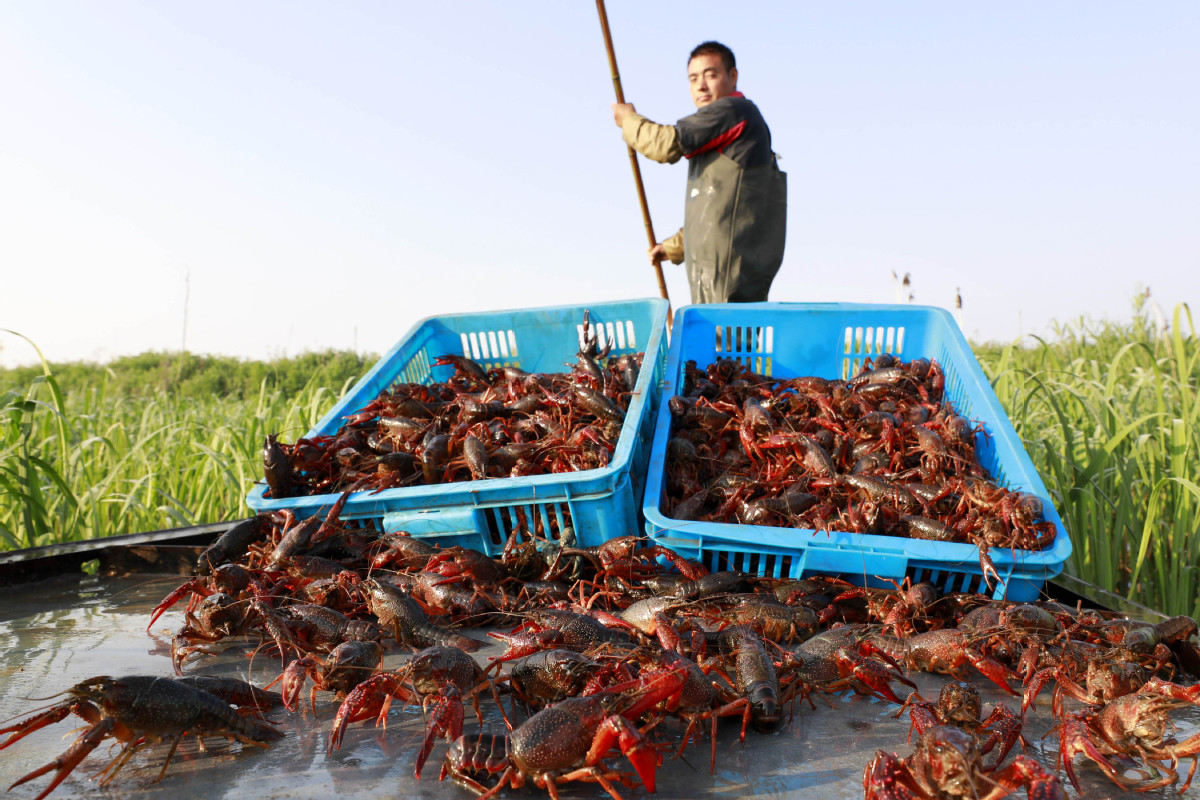 Crawfish proves pricey as supplies lag - Chinadaily.com.cn