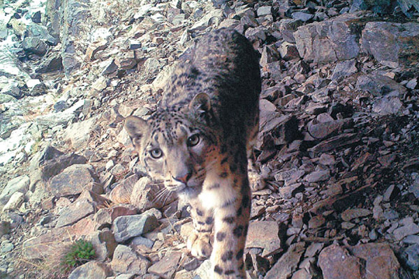 Over 1,000 snow leopards live in Sanjiangyuan area