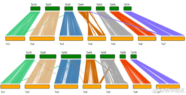 Chinese researchers complete genome sequencing of wheat A subgenome