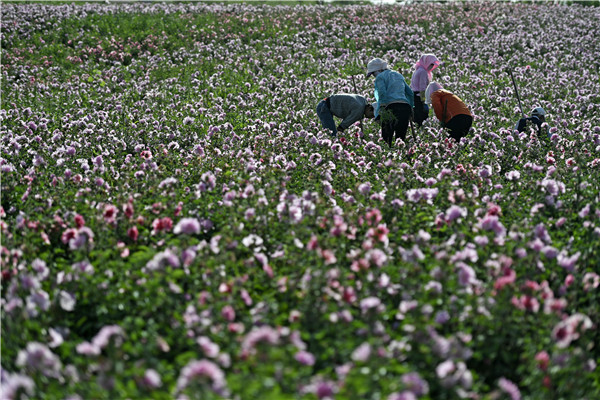 Company working with Mother Nature to deter desertification