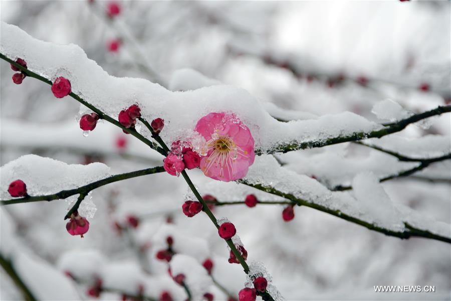 Chinese scientists unveil the genetic architecture of plum blossom ...