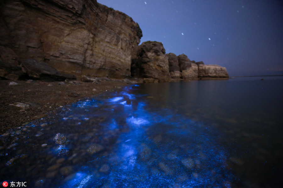 Fluorescent algal bloom gives waves an eerie glow - Chinadaily.com.cn