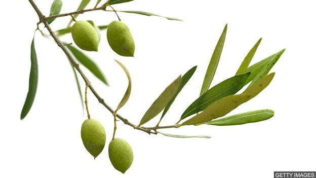 Learning English: Todays Phrase – to offer an olive branch: Images/Getty