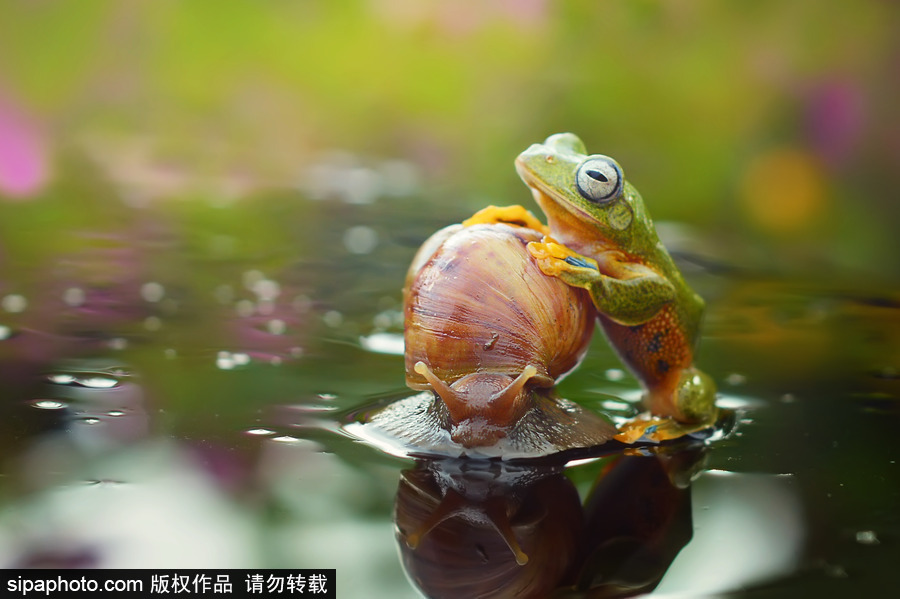 你的“蛙儿子”回来了吗？盘点动物界佛系蛙日常萌照
