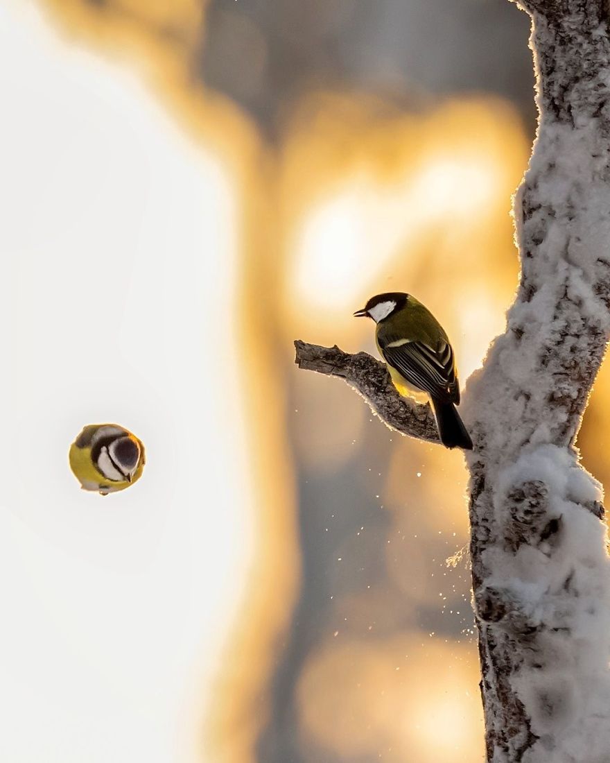Photographer Spends Months In Forest Capturing Angry Birds In Real Life