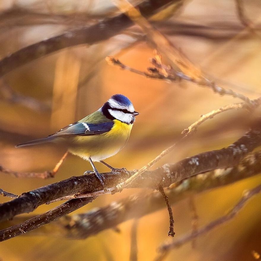 Photographer Spends Months In Forest Capturing Angry Birds In Real Life