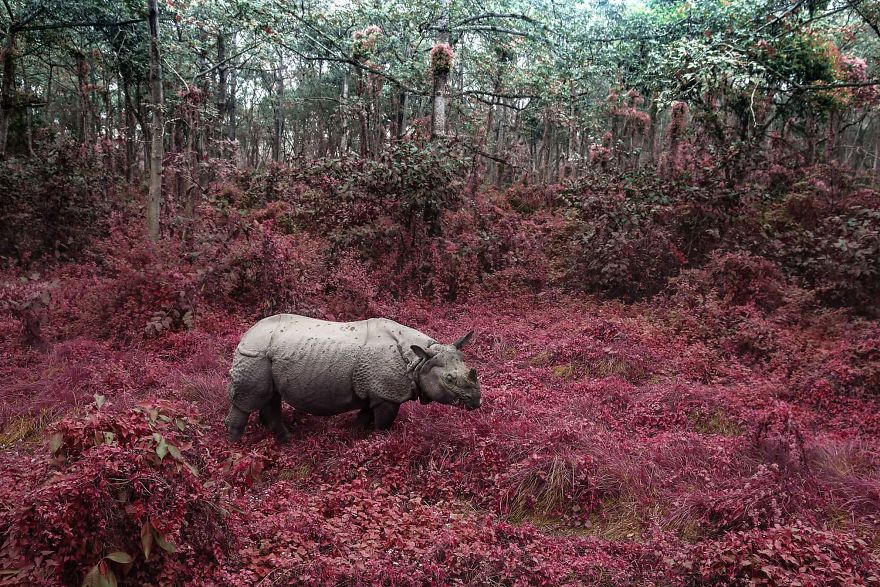 Rhino From Chitwan, Altered Images Finalist