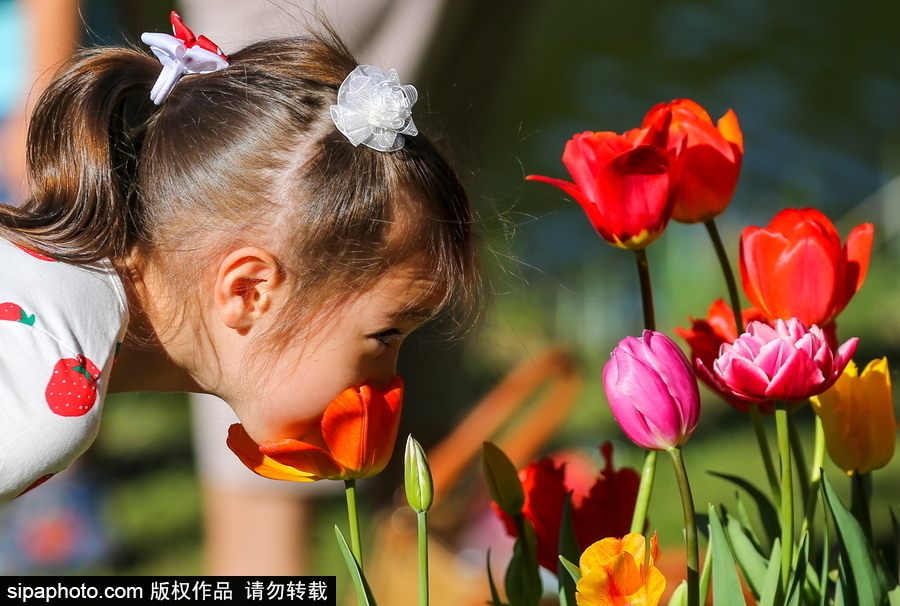 郁金香花节在俄罗斯圣彼得堡举行 五颜六色花海迎客