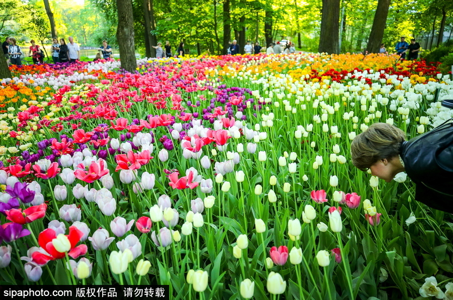 郁金香花节在俄罗斯圣彼得堡举行 五颜六色花海迎客