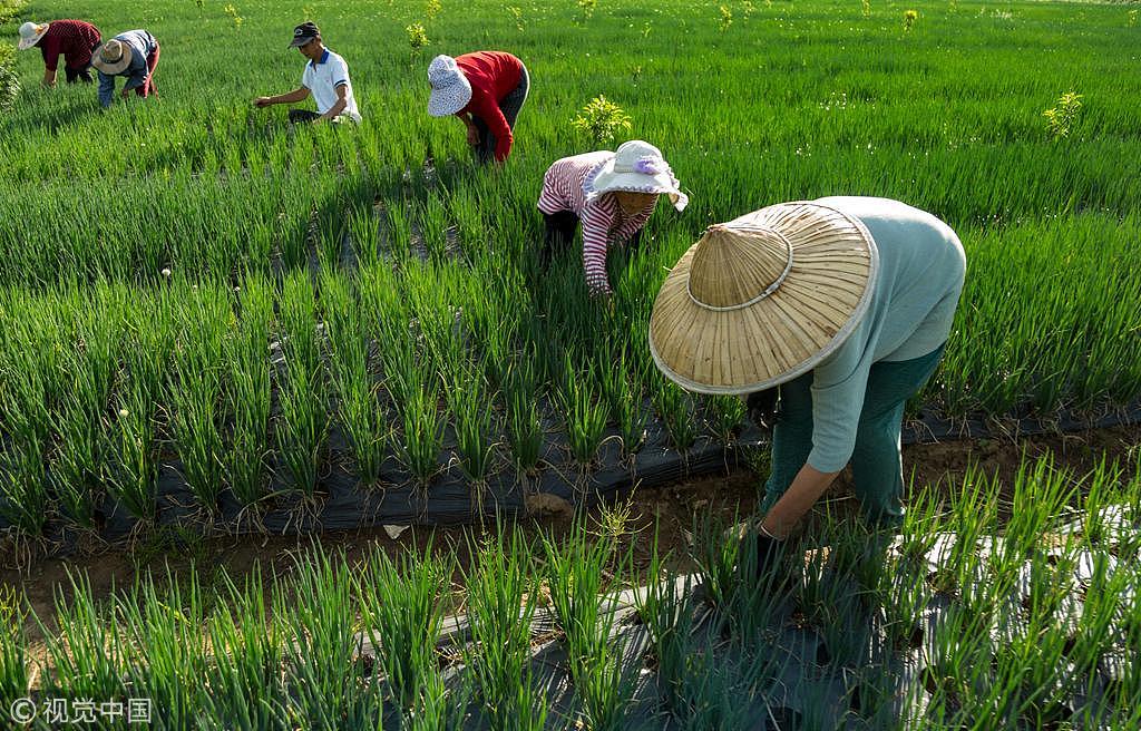 China Expanding Agricultural Cooperation With Belt And Road Countries