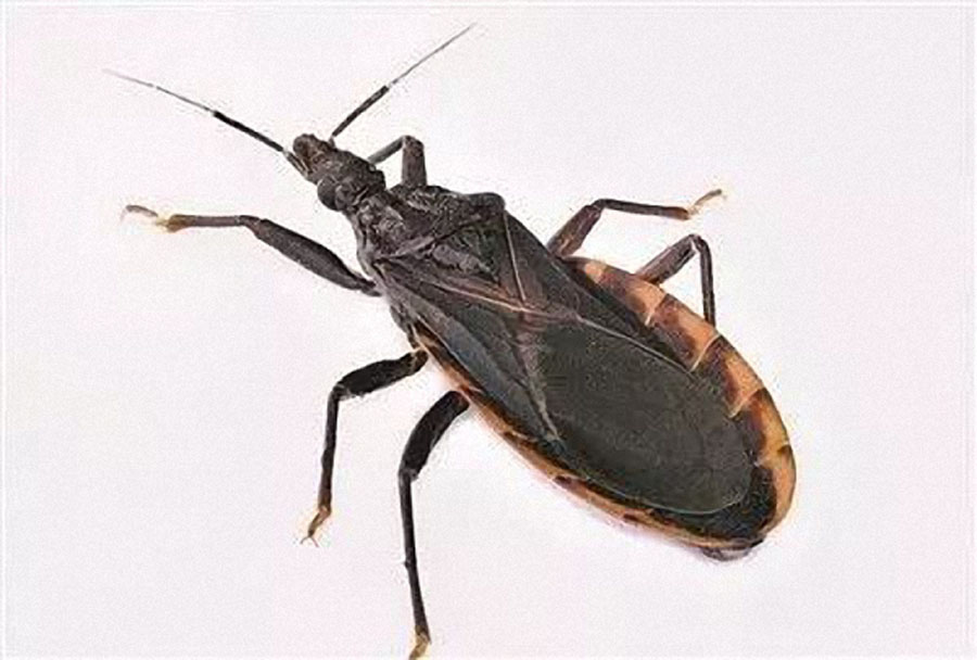 Kissing bugs don't do it for love－they can be deadly