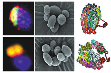 Scientists create artificial DNA molecule