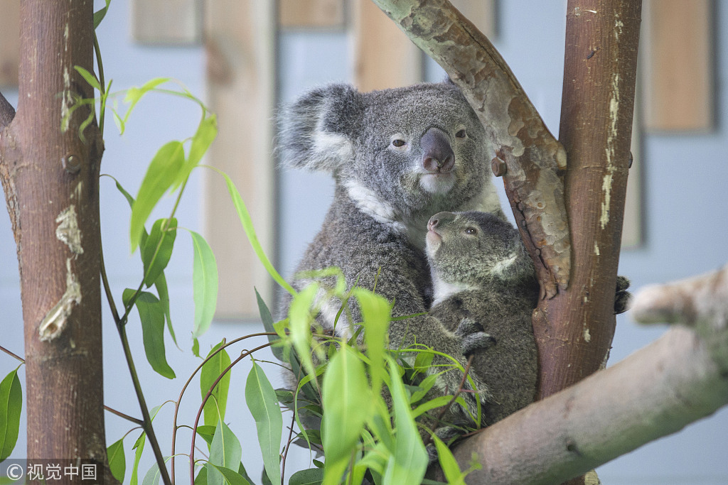 Baby Koala Meets Public In East China Chinadaily Com Cn