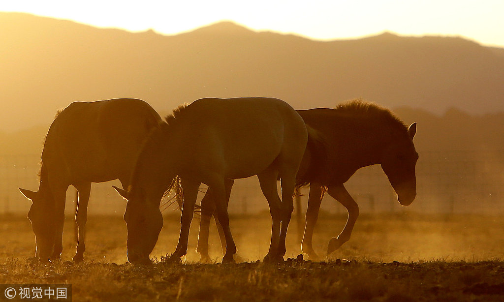 Wild horses returned to nature