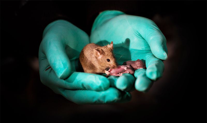 Chinese researchers produce mouse pups with same