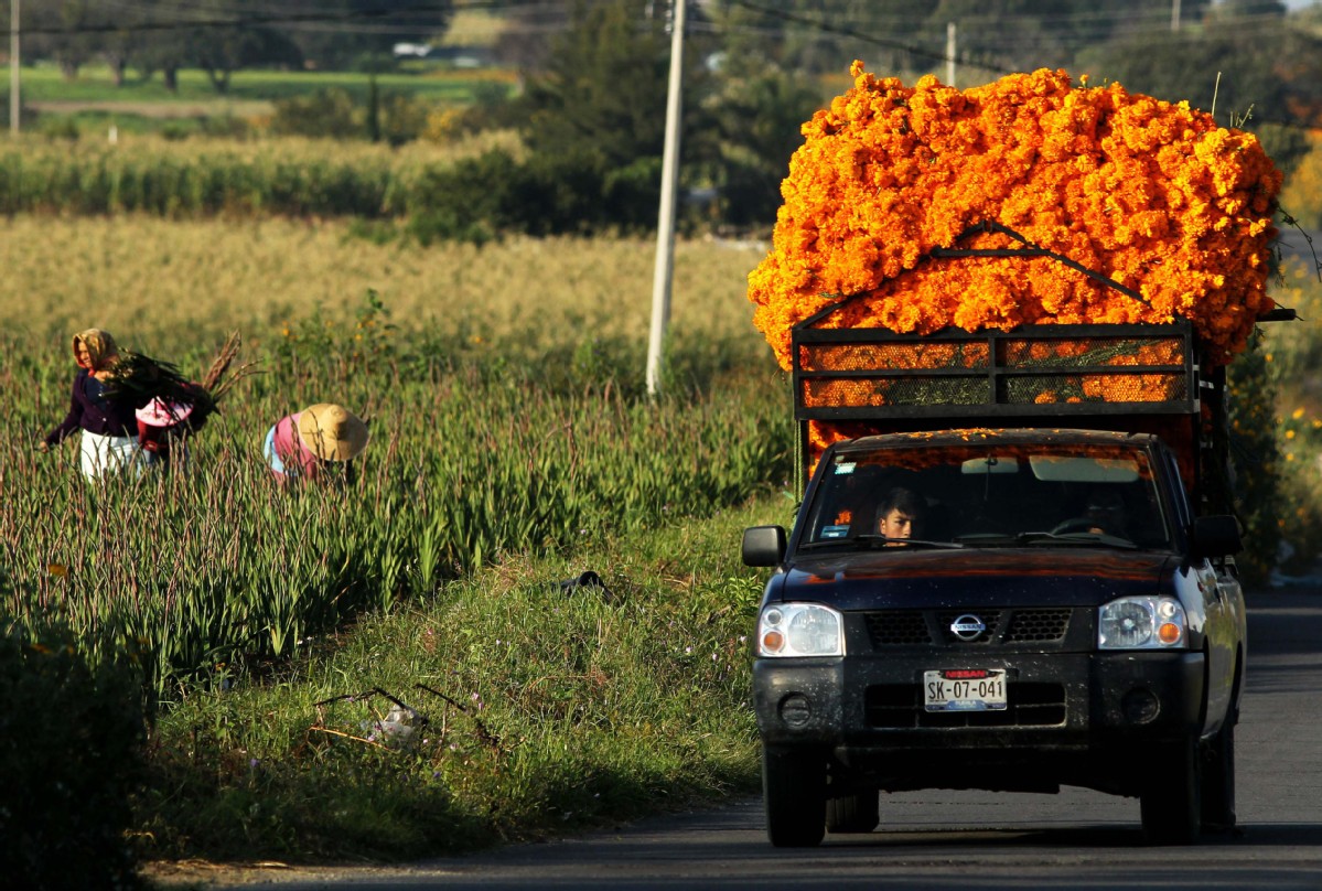 Mexico's orange sea guides souls of departed on Day of the Dead - World -  