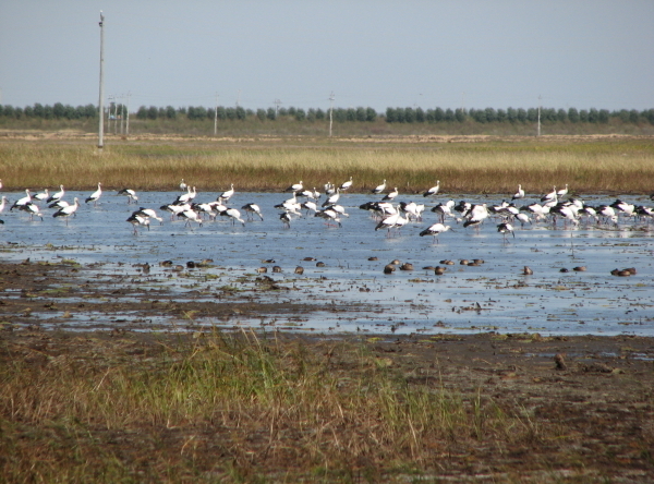 Nature reserves now cover 18 percent of China