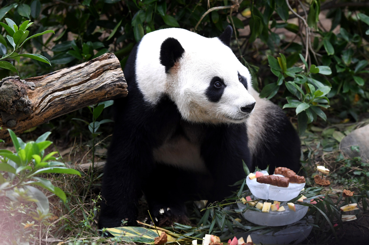 Panda 'Ming Bang' celebrates birthday at Liuzhou Zoo - Chinadaily.com.cn