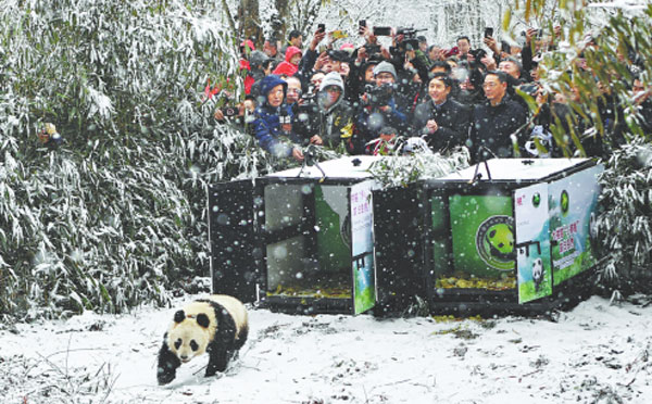 Improving the quality of bamboo can help pandas return to nature