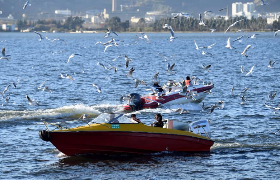 'Mother lake' in Yunnan sees best water quality in 30 years