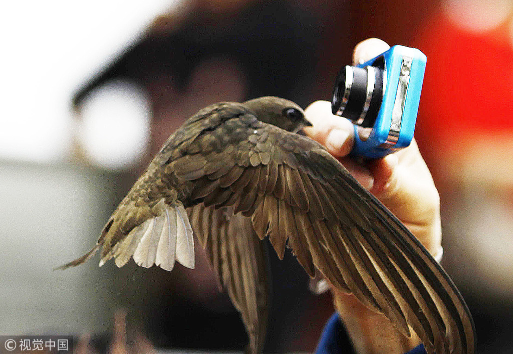 Bird lovers wanted for upcoming Beijing swift survey