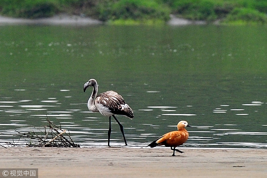 SW China wetlands see rising number of waterbirds