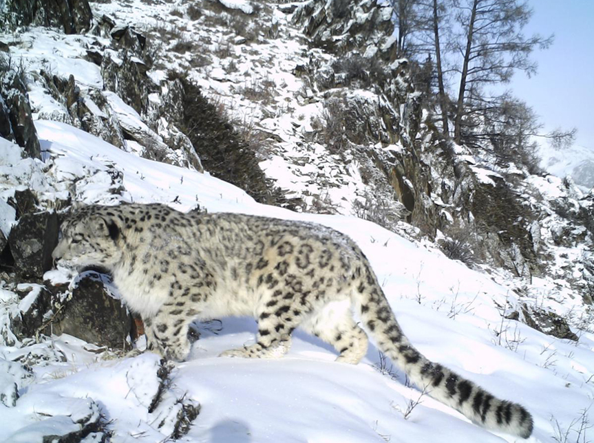 Report shows 60% of snow leopard habitats are in China - CGTN