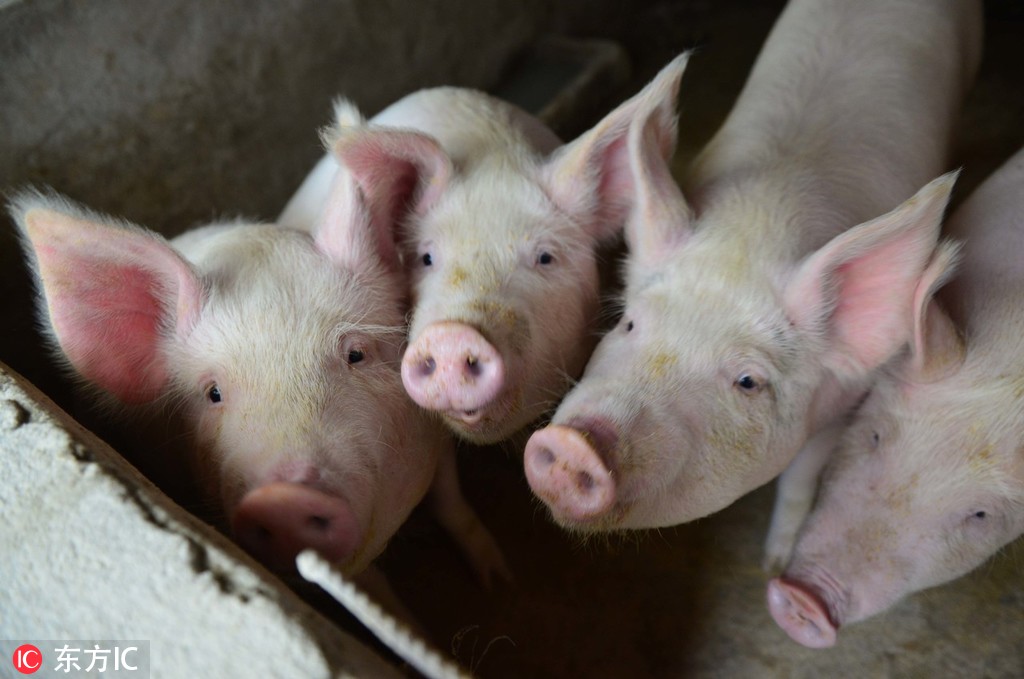 Chinese researchers isolate African swine fever virus