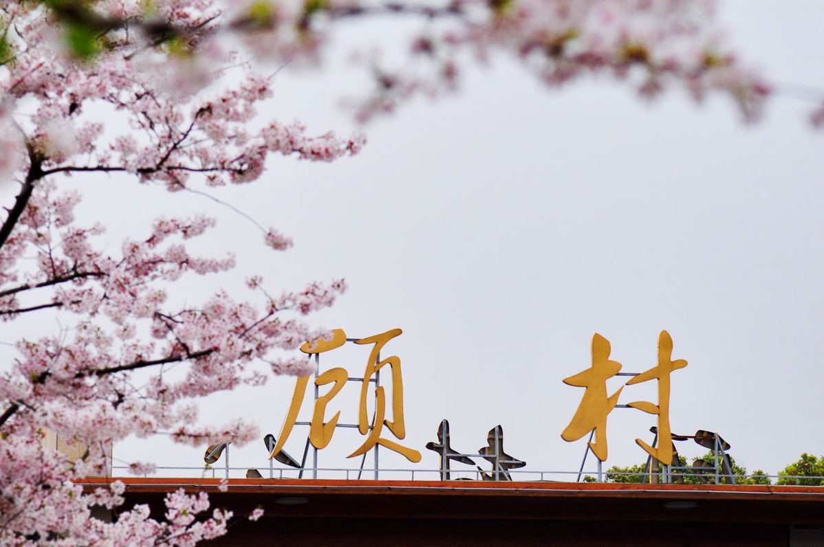 Shanghai holds cherry blossom festival