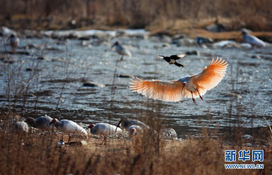 Wild birds thrive in NW China mountains