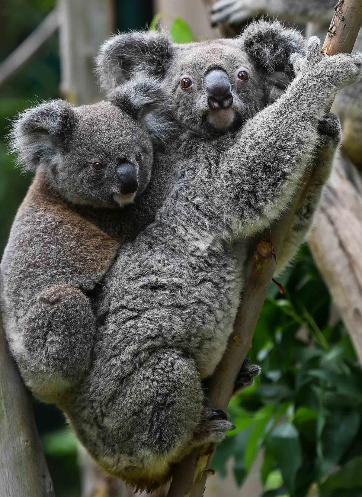 Number of koalas increases in park in Guangzhou, China's Guangdong ...