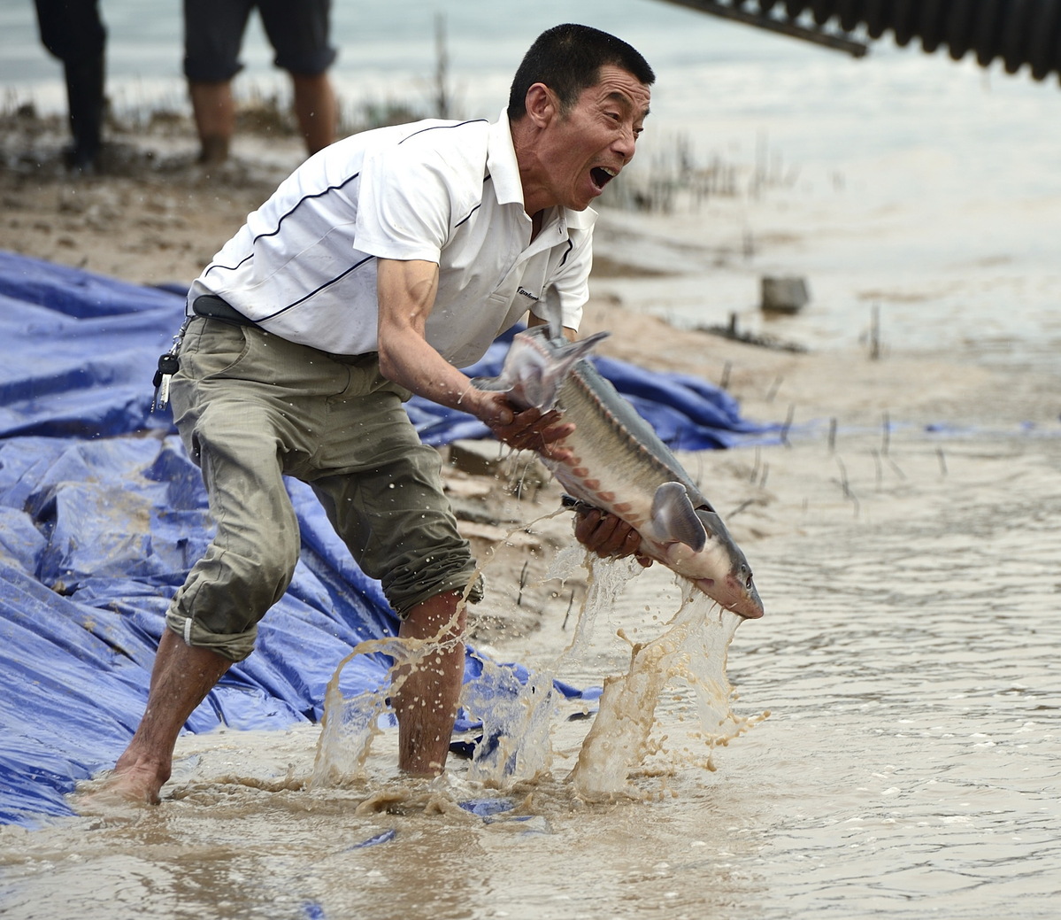 Sturgeon gets reprieve from extinction - Chinadaily.com.cn