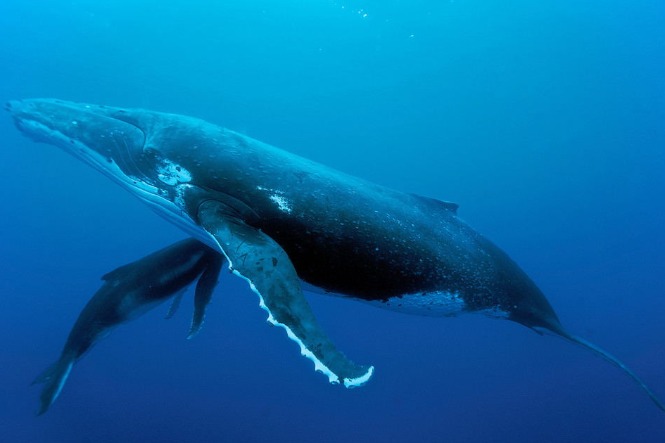 Kenya to promote conservation of whales amid human induced threats ...