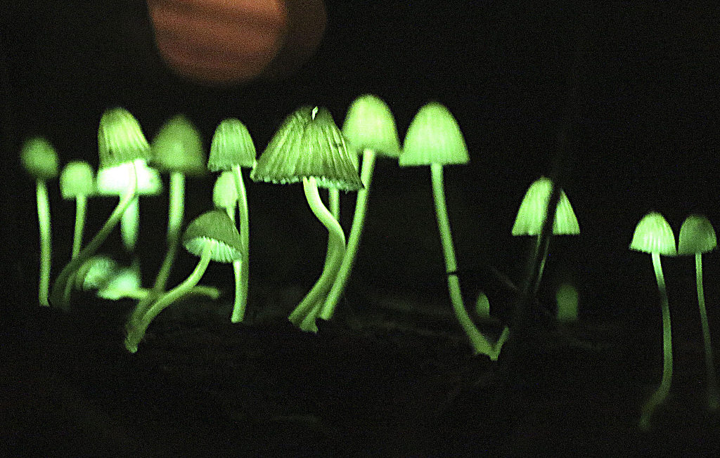 bio luminous plants