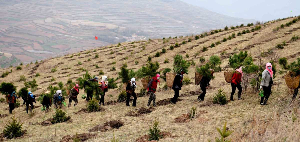 New forests halt desertification - Chinadaily.com.cn