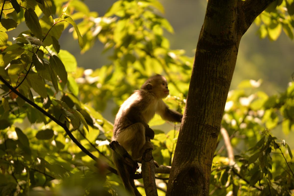 Yunnan monkey a biodiversity bellwether - Chinadaily.com.cn