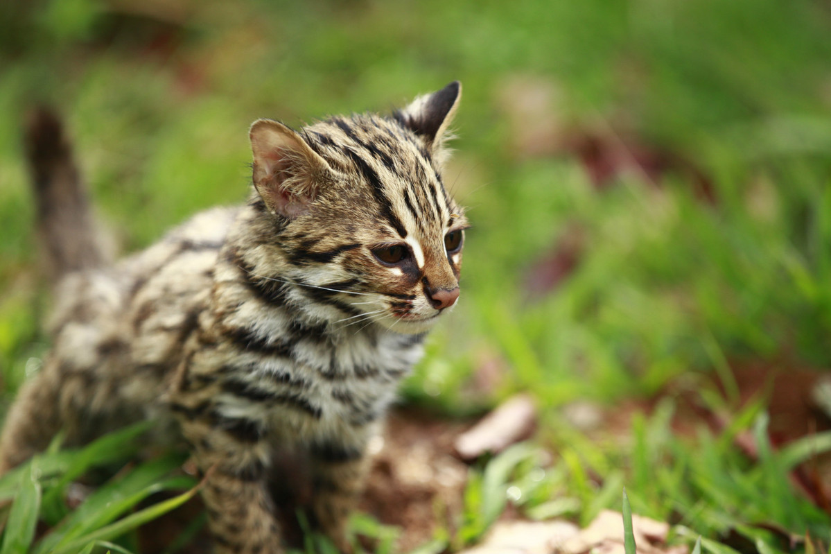 Wild asian 2024 leopard cat