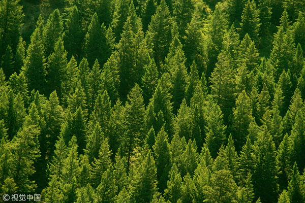 Beijing bids farewell to desertified areas after massive afforestation