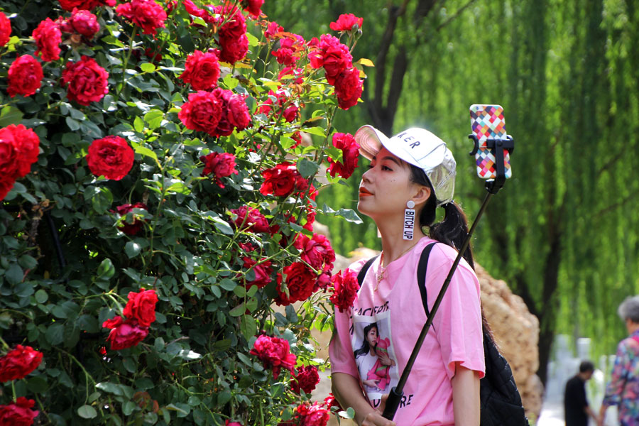 chinese-rose-takes-root-in-success-story-chinadaily-cn