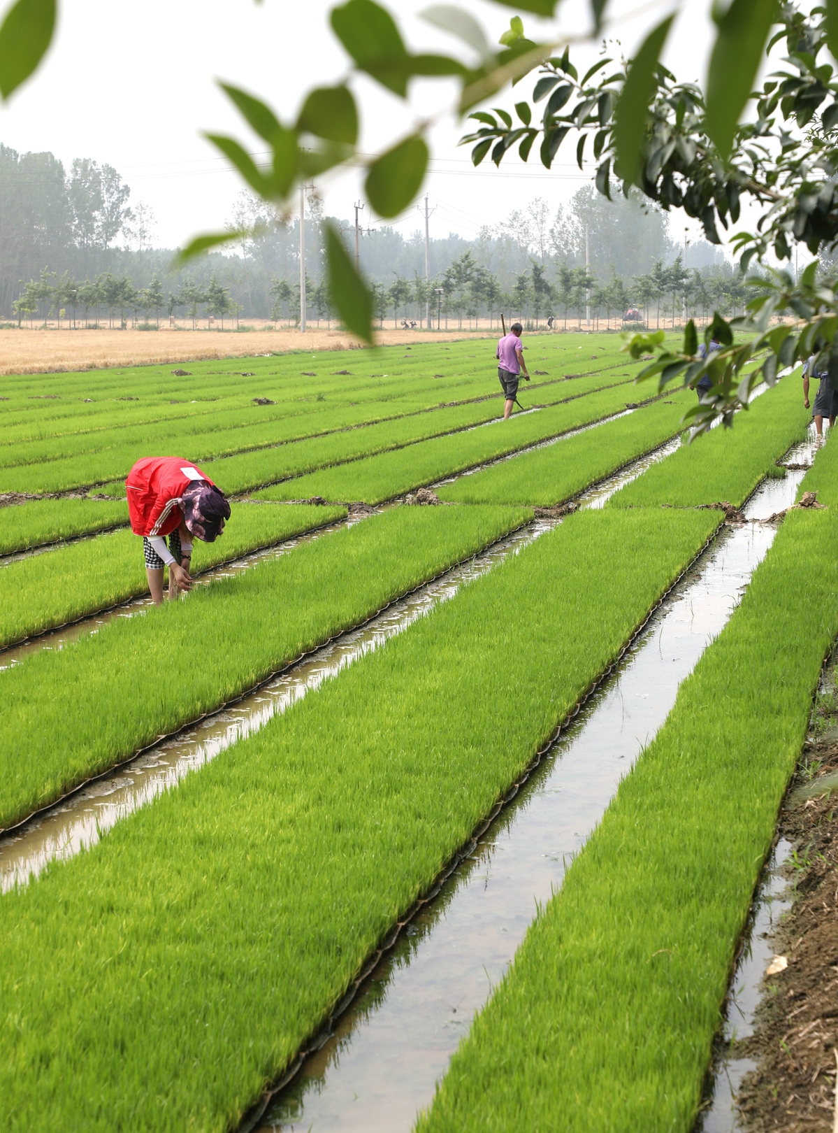 Farmers across China busy with works on day of Summer Solstice ...