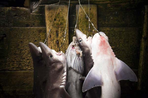 Canada becomes first G20 country to ban trade in shark fins - The
