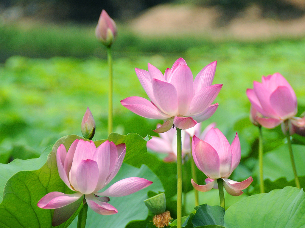 Lotus blossoms from century-old seed - Chinadaily.com.cn