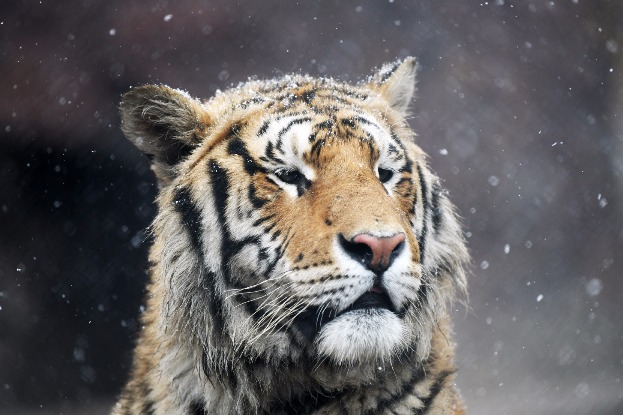 China completes 12,000 sq km of monitoring area for Siberian Tigers ...