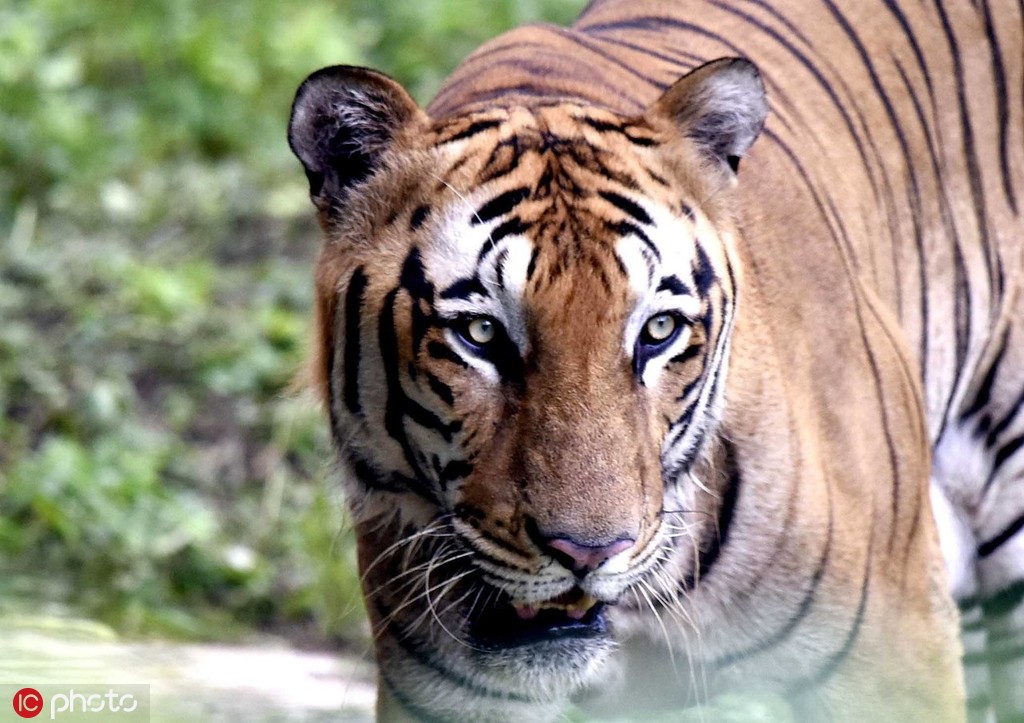 Bengal Tiger New Photos