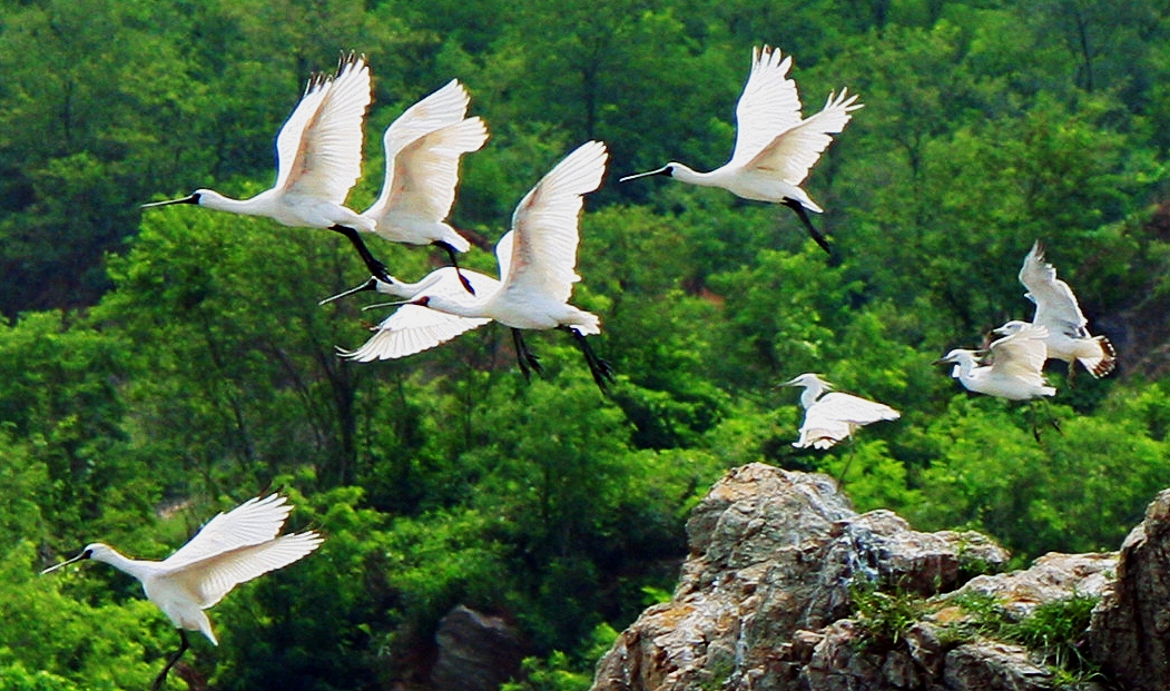 Endangered spoonbill birds thrive in Dalian, Liaoning