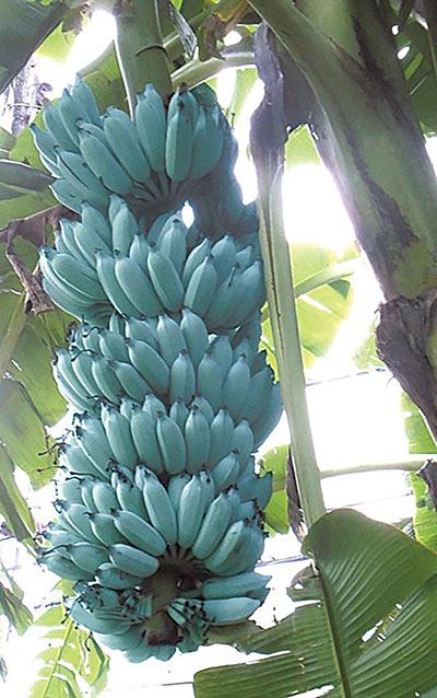 blue java bananas in hawaii