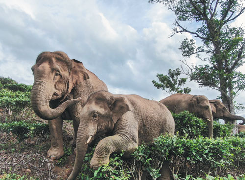 Conflict escalates between humans and elephants