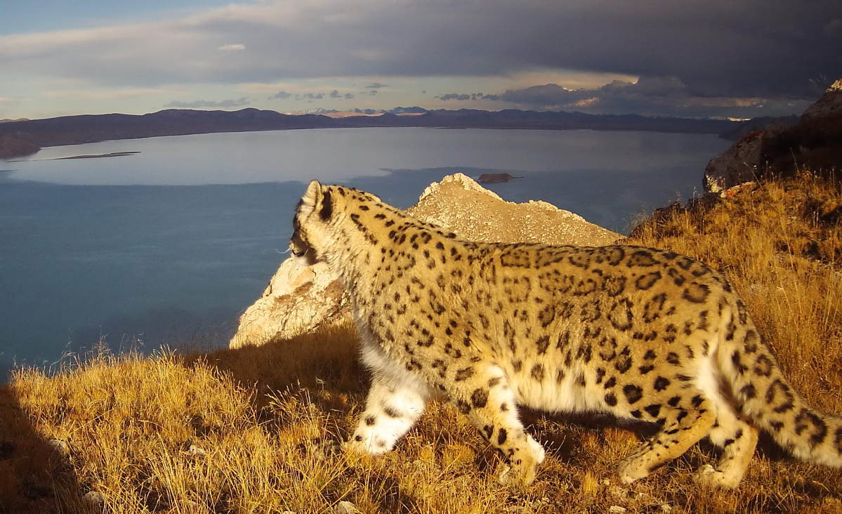3,125 The Snow Leopard Stock Photos, High-Res Pictures, and Images