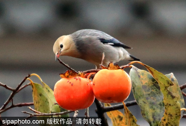 The Eating of Persimmons – Birdsong Orchards